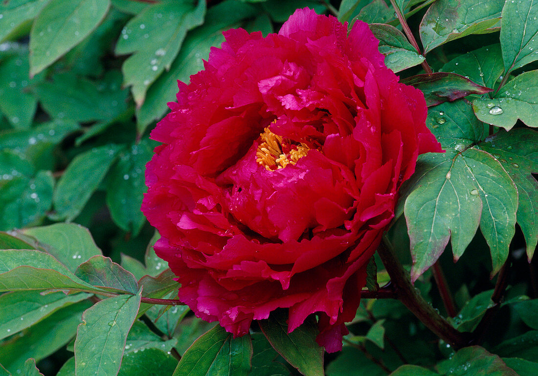 Paeonia suffruticosa 'Purplish Bicolour