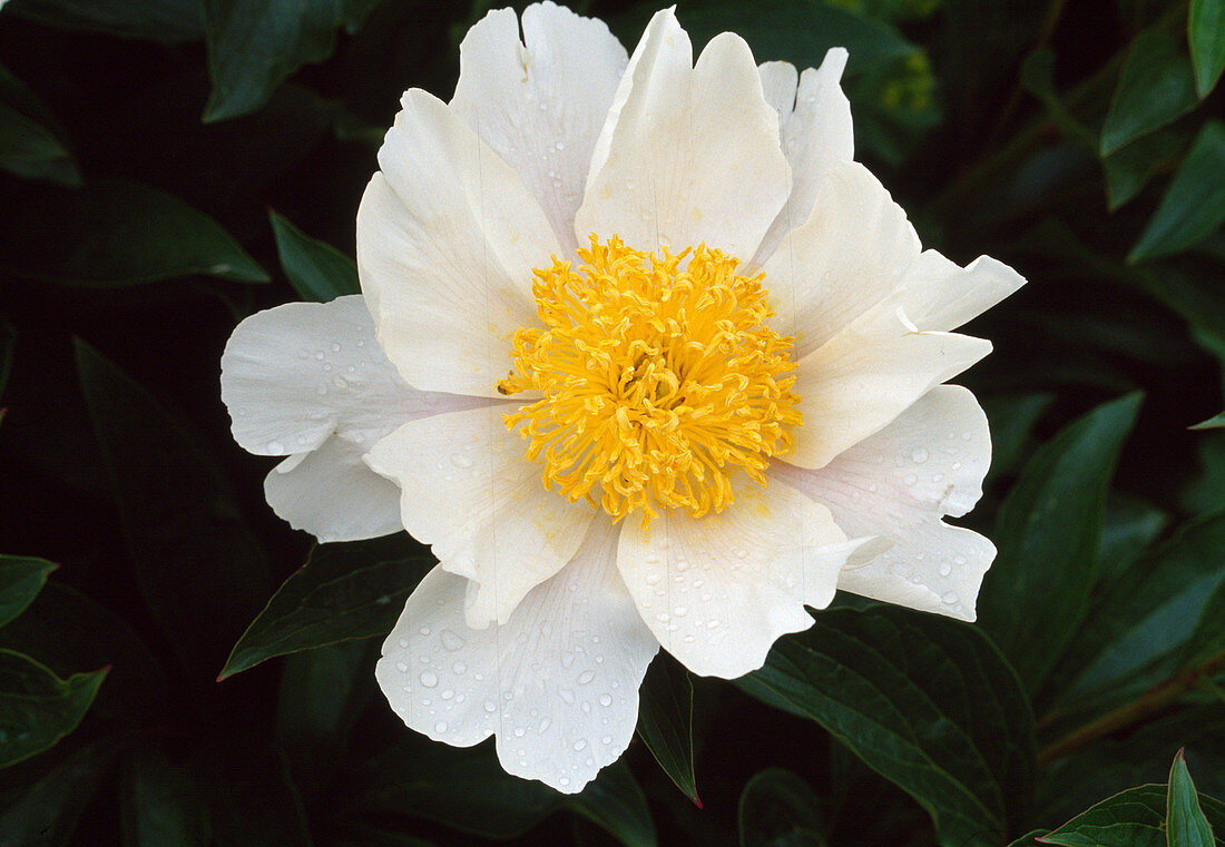 Paeonia lactiflora 'Angelika Kauffmann' BL01