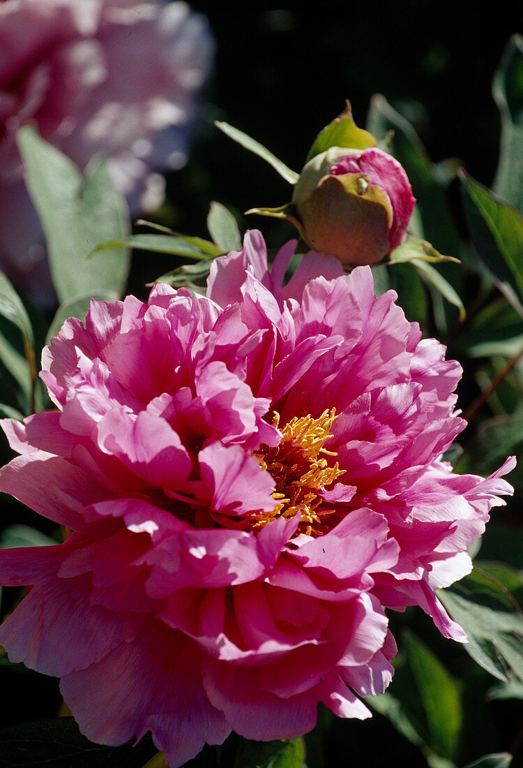 Paeonia suffruticosa 'Beaute de Twickel' Bl 00