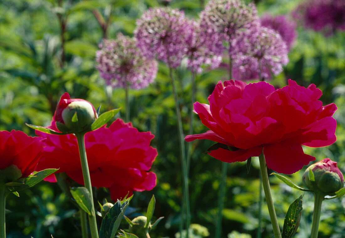 Paeonia lactiflora 'Carina' BL01