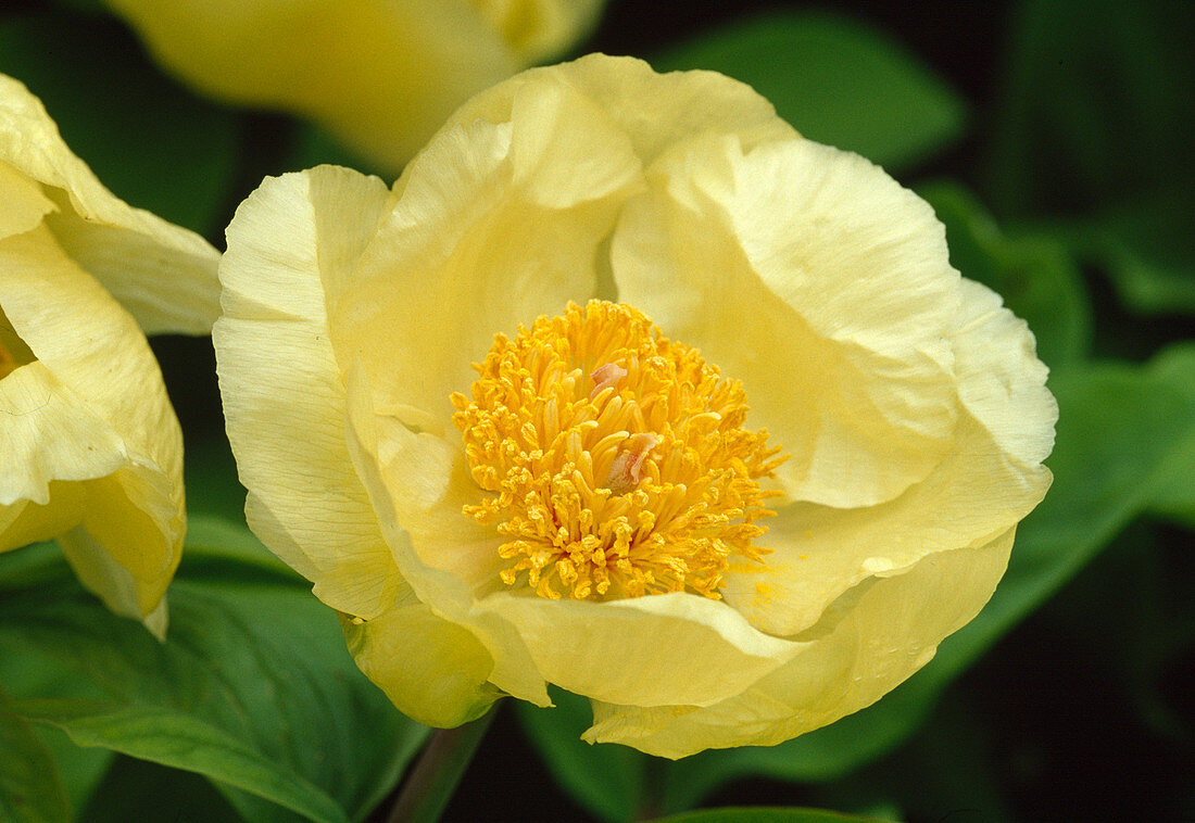 Paeonia wittmanniana Bl 00