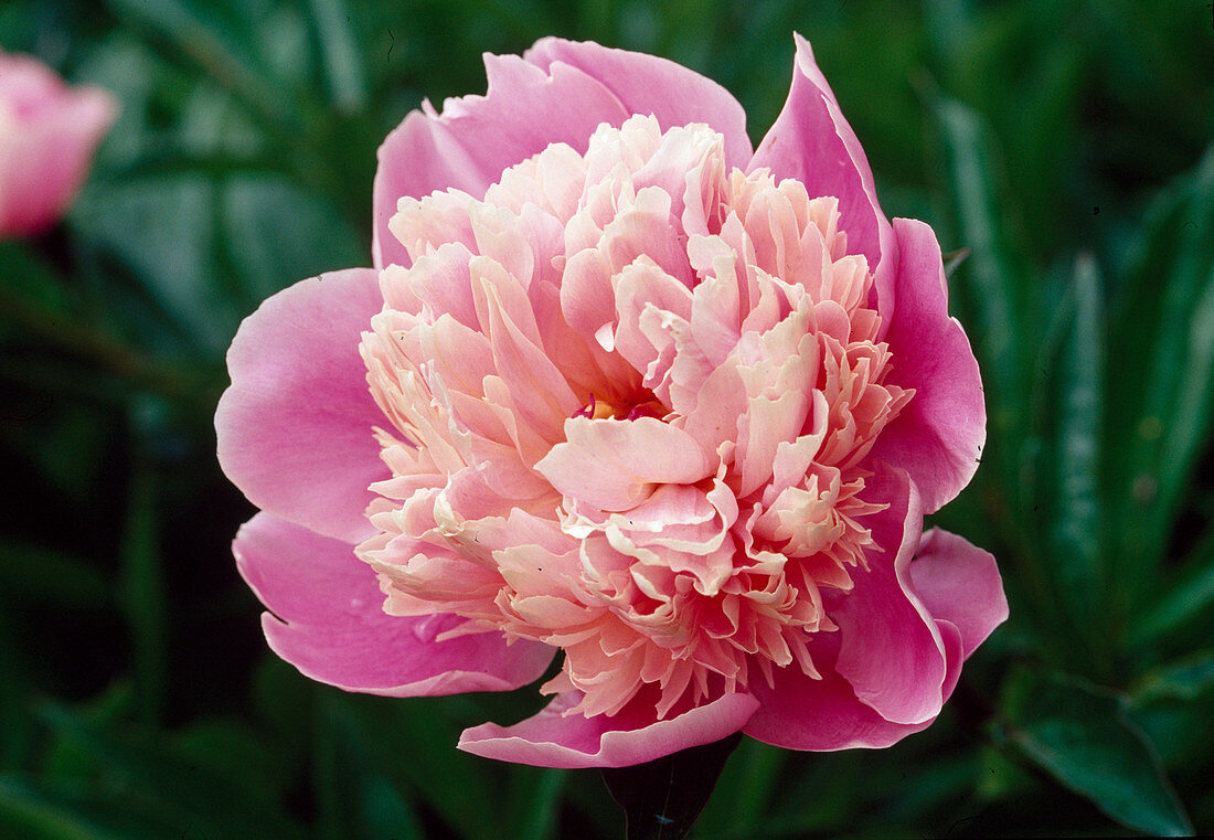 Paeonia lactiflora 'Bowl of Beauty' - Peony Bl 01