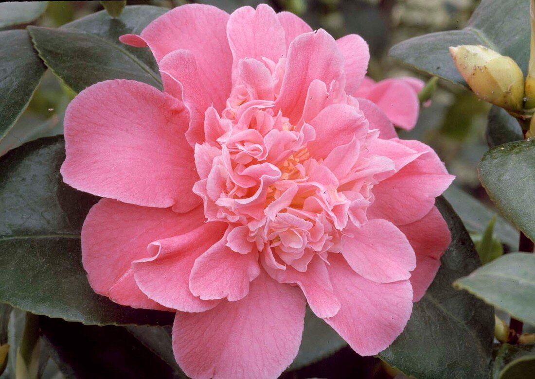 Camellia japonica 'Tiffany' (Kamelie)