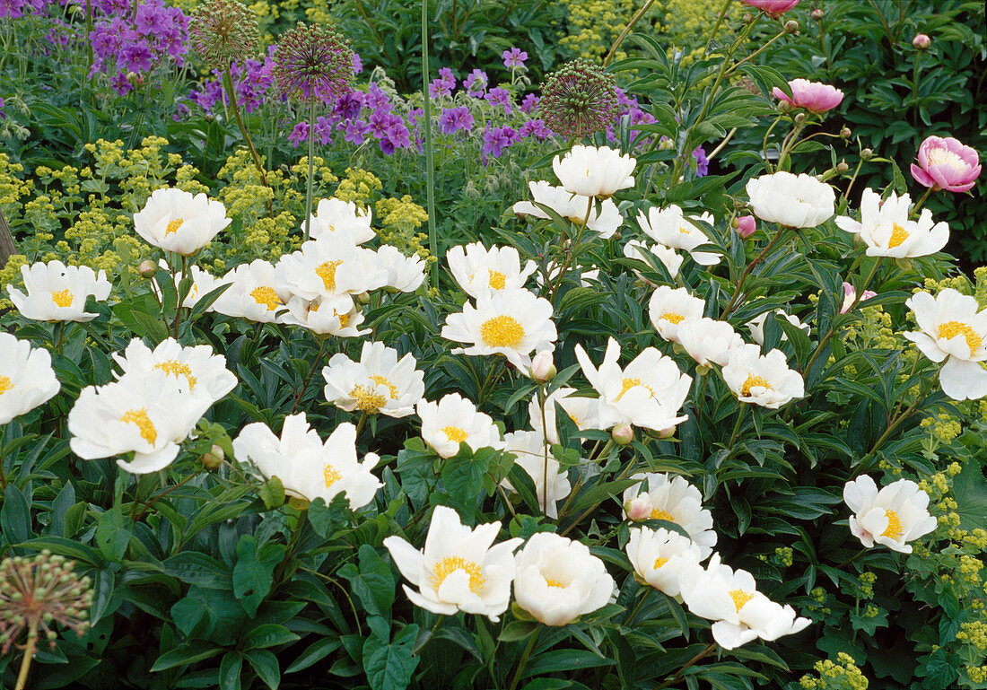 Paeonia lactiflora 'Angelika Kaufmann' BL01