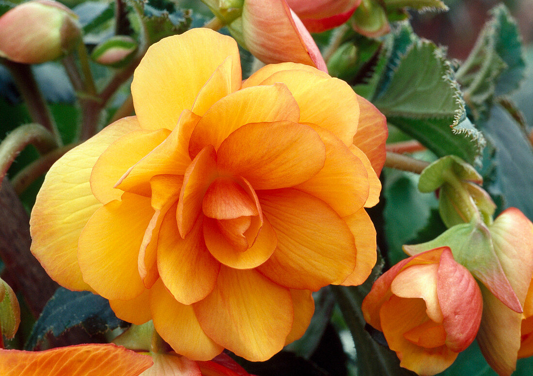 Begonia tuberhybrida (tuber begonia)