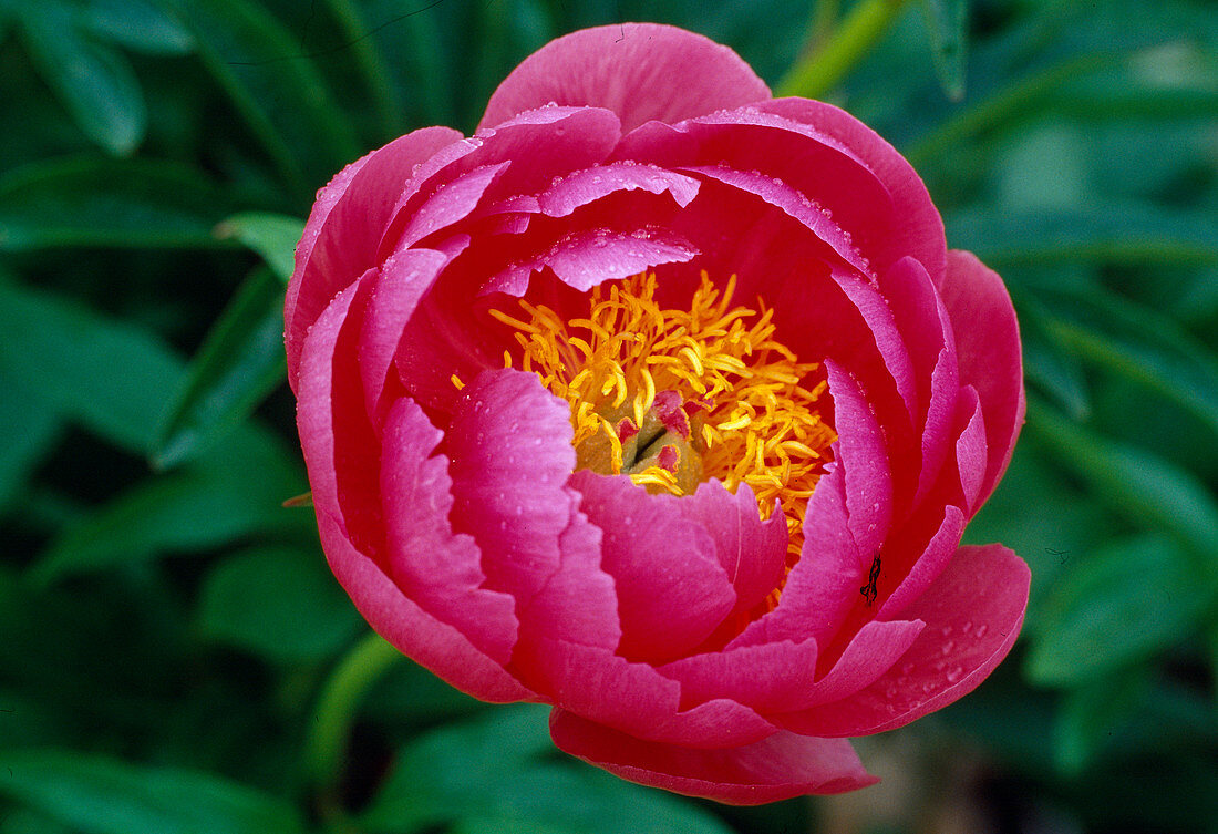 Paeonia hyb. 'Cytherea' (Peony) BL01