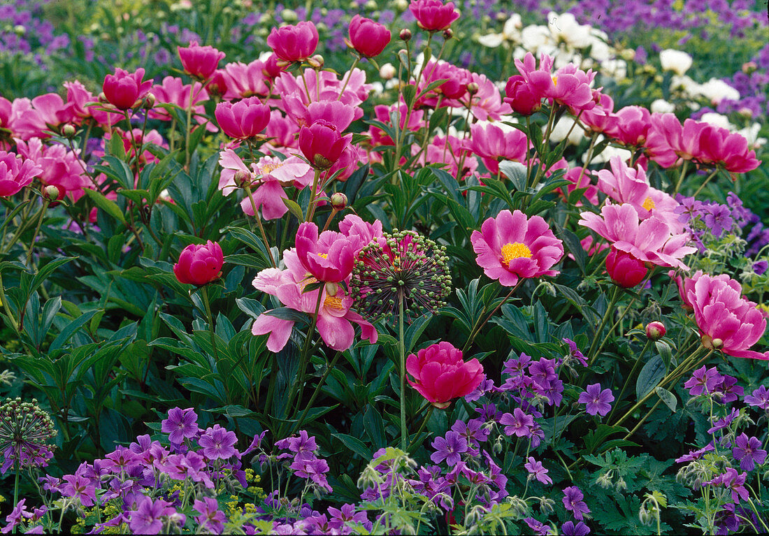 Paeonia lactiflora 'Lady Wolseley' (Peony), Geranium (Cranesbill), Allium (Ornamental Leek Seed Stand)