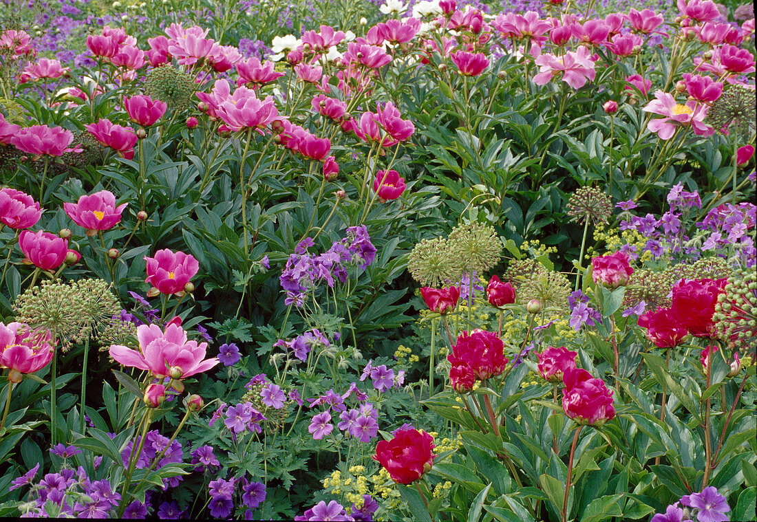 Paeonia Lactiflora 'Meissonier' (Peony), Geranium (Cranesbill), Allium (Ornamental Leek Seeds) Bl 01