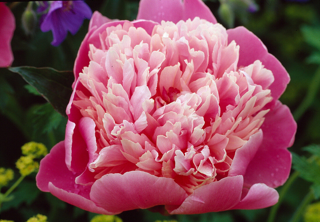 Paeonia lactiflora 'Albert Crousse'Peonies