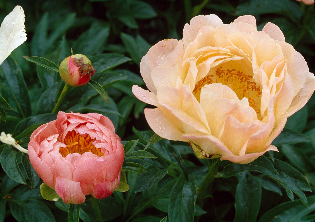 Paeonia Hyb. 'Coral Sunset' Pfingstrose Bl 01