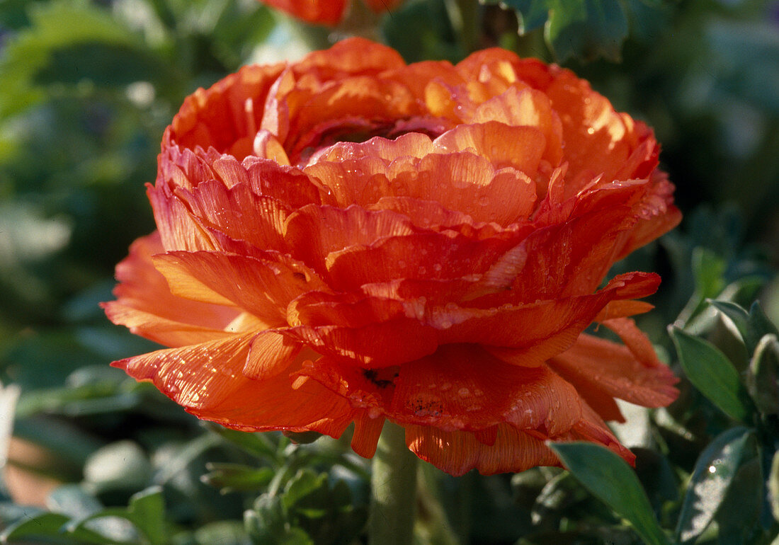 Ranunculus asiaticus (Ranunculus)