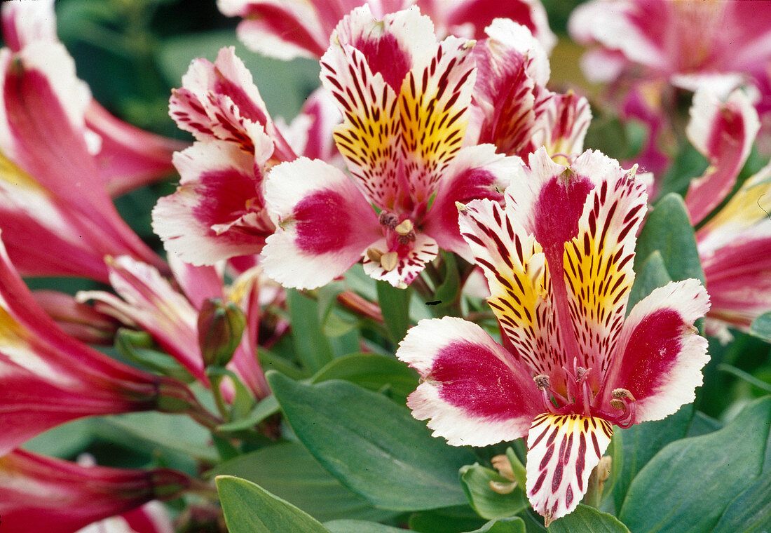 Alstroemeria Hyb. 'Jazze Rose Frost' (Inkalilie) Bl 01