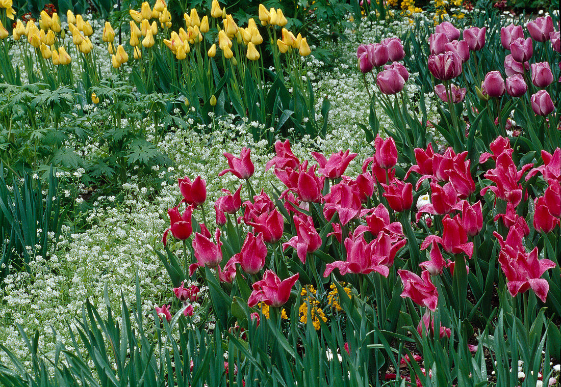 Tulipa 'Wonderful',' Blue Diamond', 'Golden Apeldoorn' (Tulpen) Bl 00
