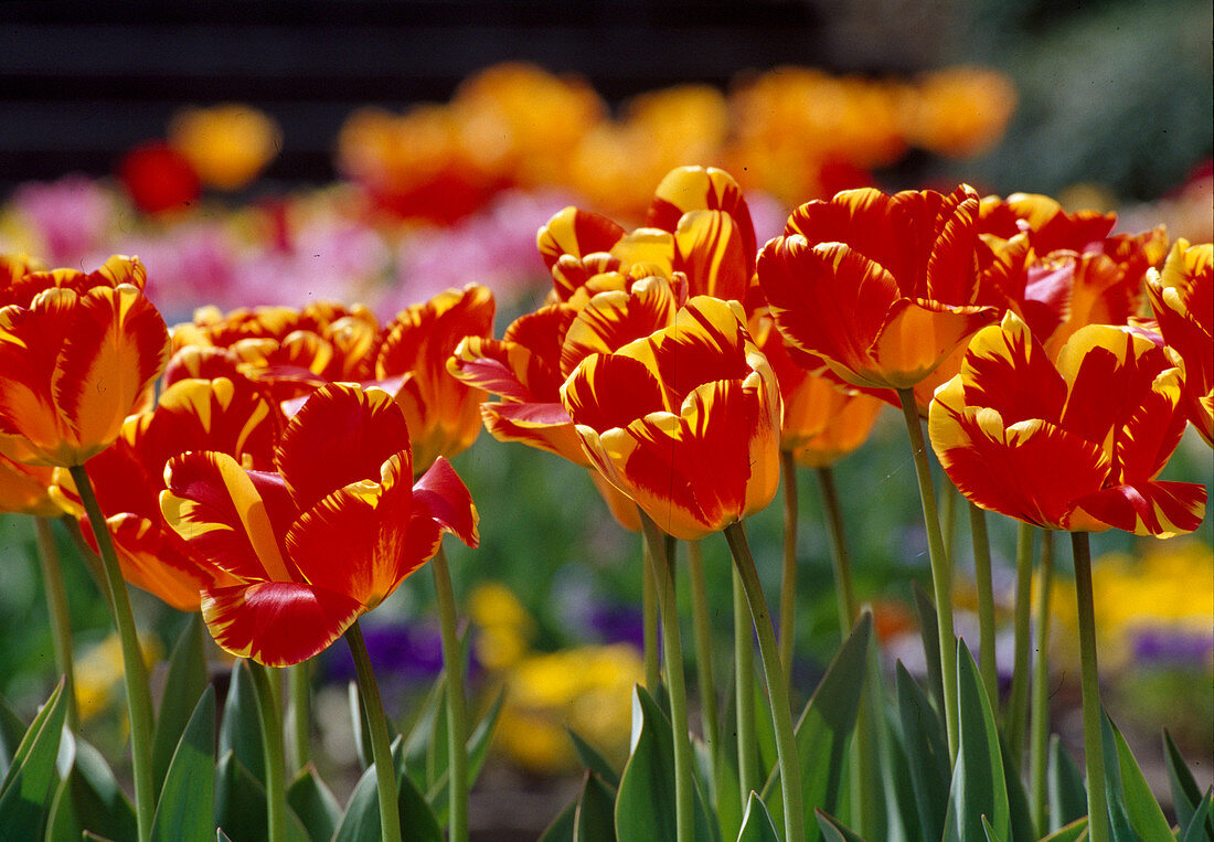 Tulipa, Darwin-Tulpe 'Banja Luka' Bl 00