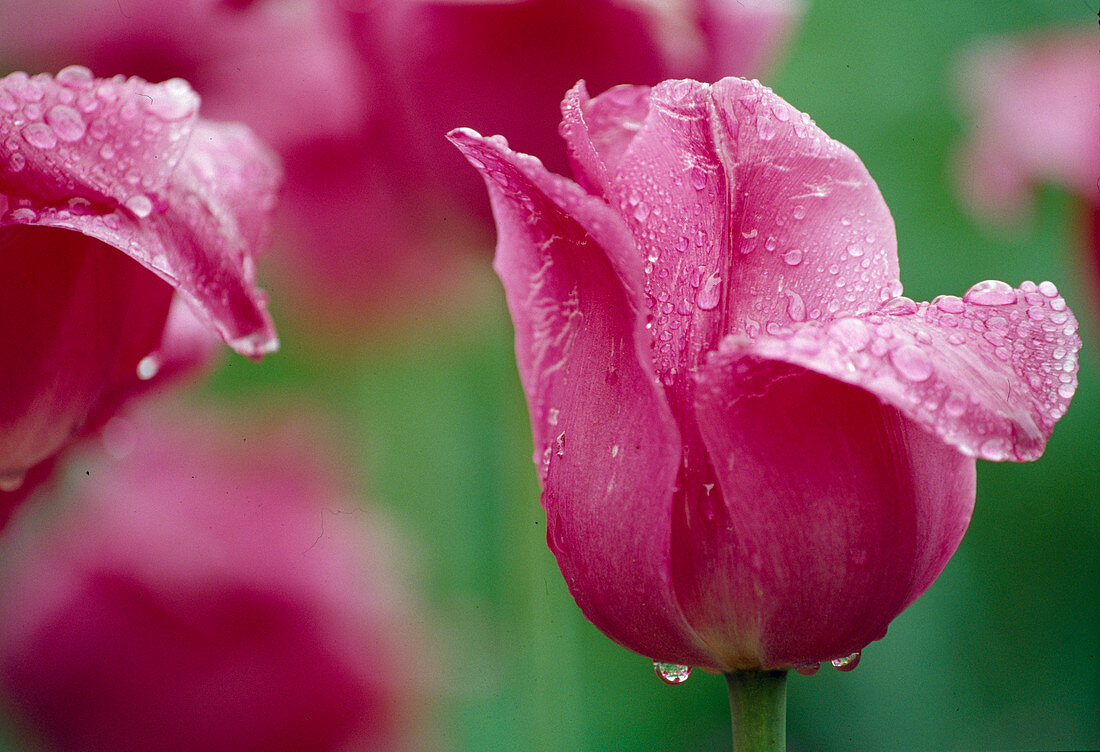 Tulipa, Triumph Tulip 'Barcelona' Bl 00