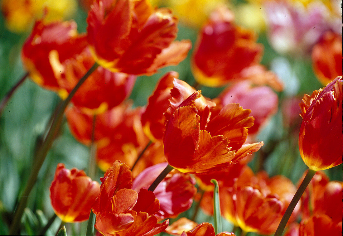 Tulipa (Papageientulpe) 'Orange Favourite' BL 00