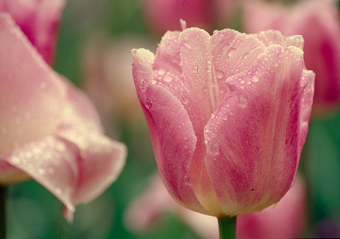 Tulipa, Triumph Tulip 'Hemisphere' Bl 00