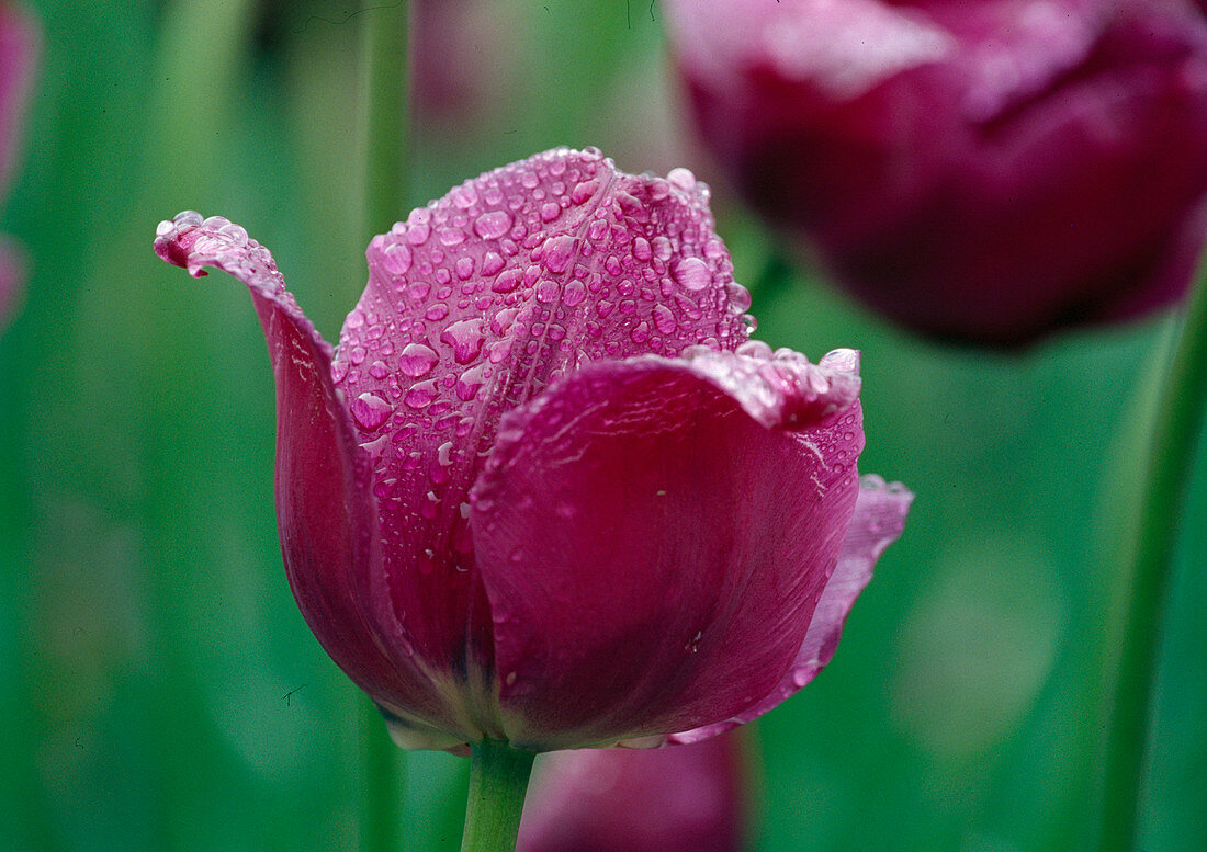 Tulipa, Triumph Tulip 'Negrita', with water drops after rain