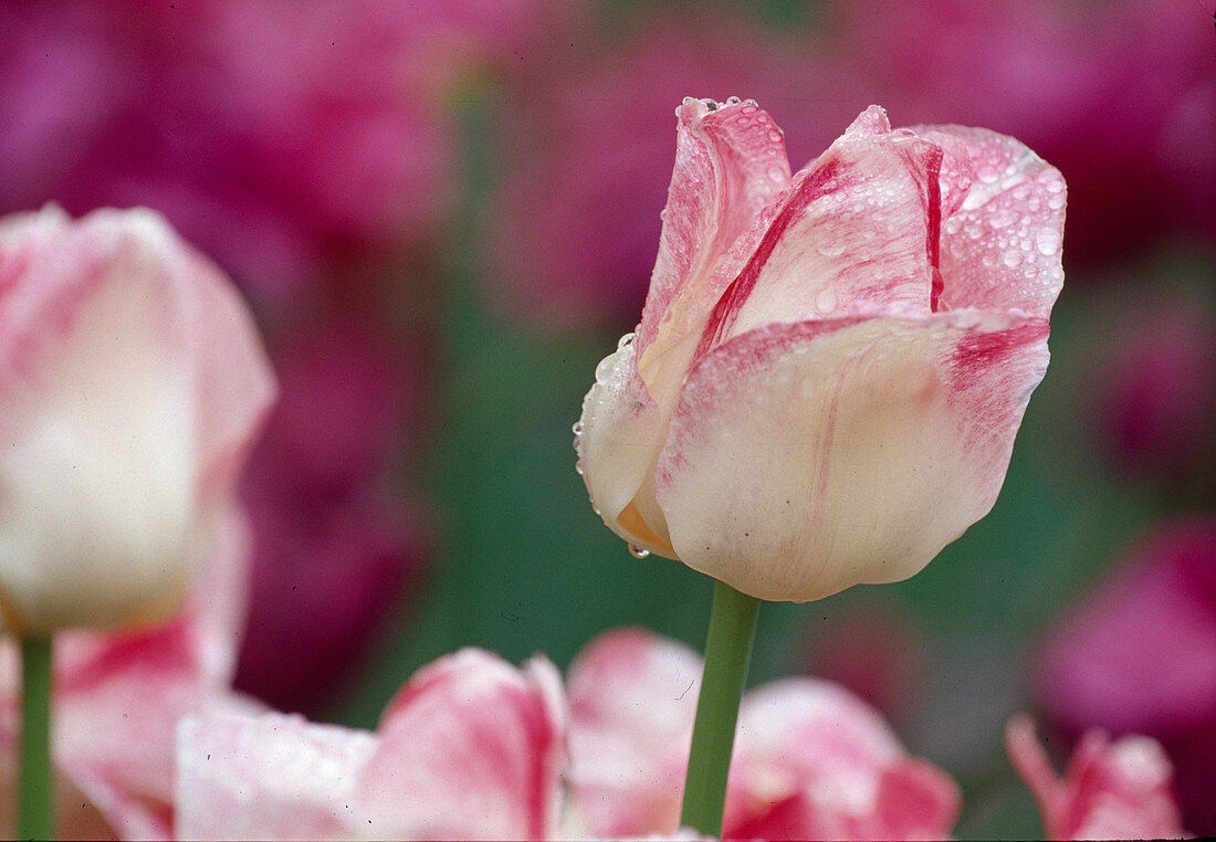 Tulipa - Triumph Tulip 'Meissner Porzellan' Bl 00