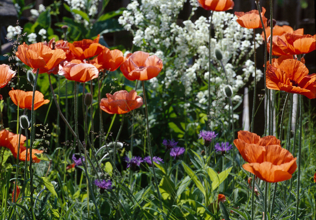 Papaver orientale (Turkish poppy)