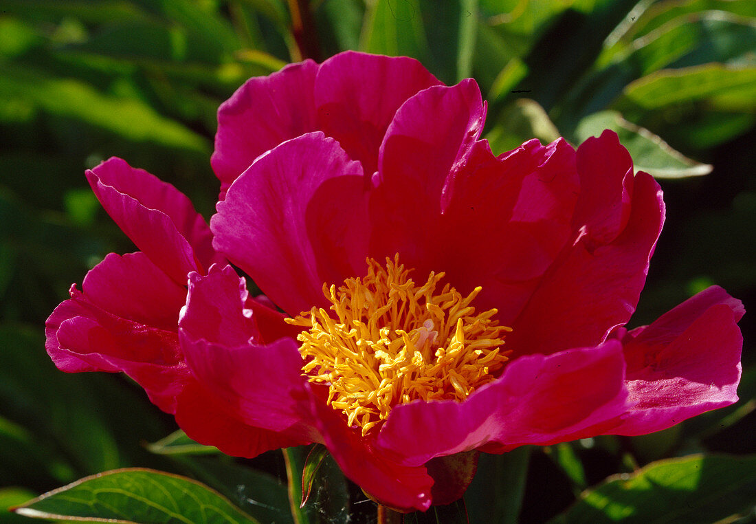 Paeonia lactiflora 'Meissonier' (Peony)