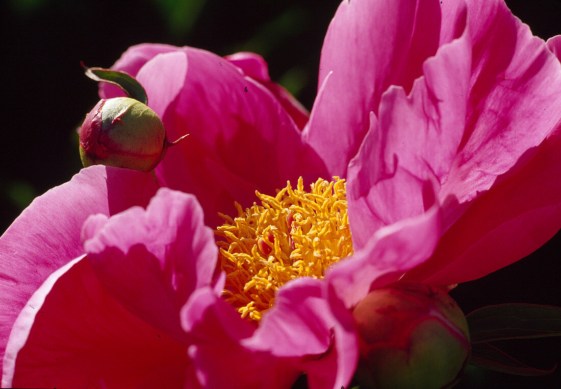 Paeonia lactiflora 'Lady Wolseley' (Peony)