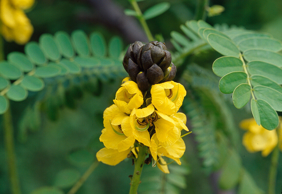 Cassia didymobotrya (Gewürzrinde) Bl 01