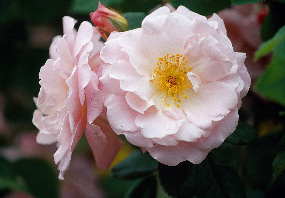 Rosa rubiginosa Hyb. 'Fritz Nobis' (Strauchrose bis 2 m, einmalblühend duftend Bl 01)