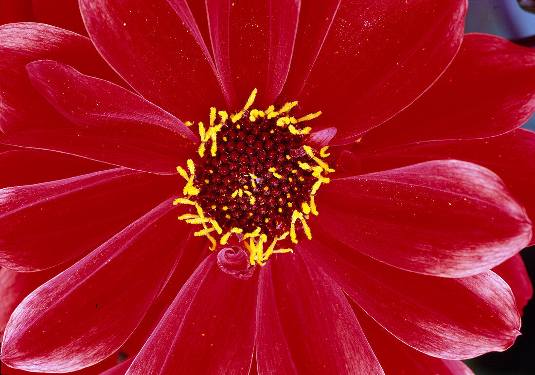 Dahlia hybr. duplex dahlia 'Bishop of Liandaff' Bl 01