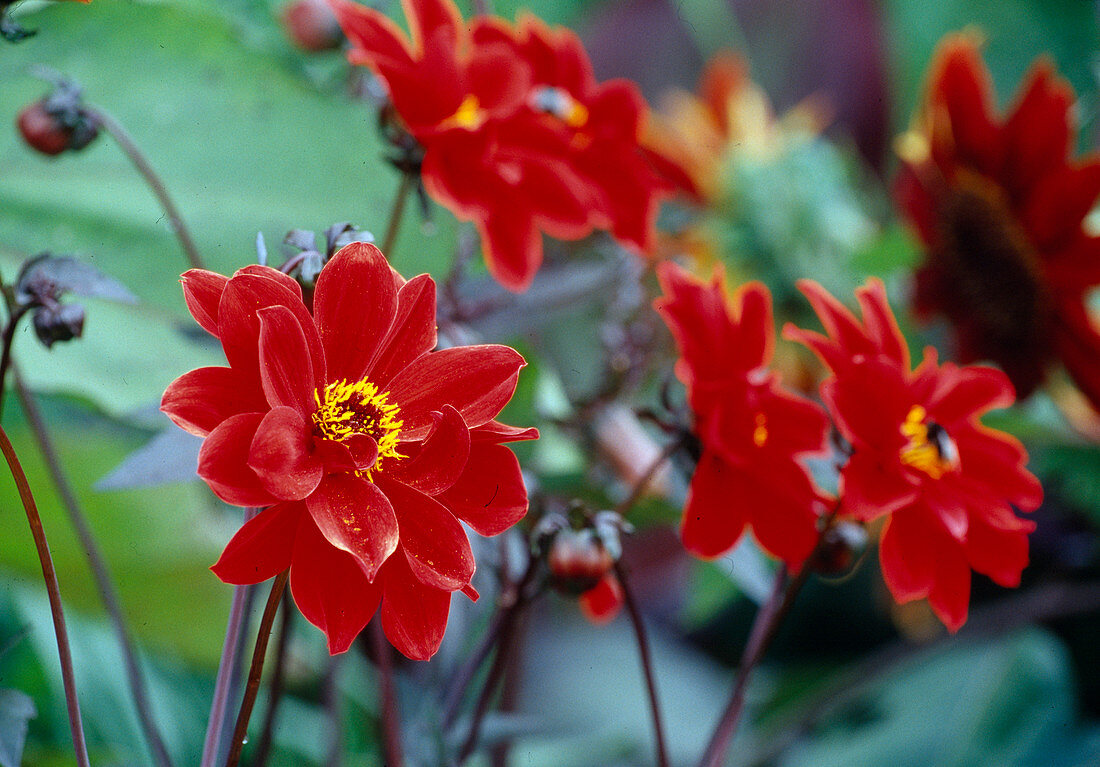 Dahlie (Dahlia Hyb.) 'Bishop of Llandaff'