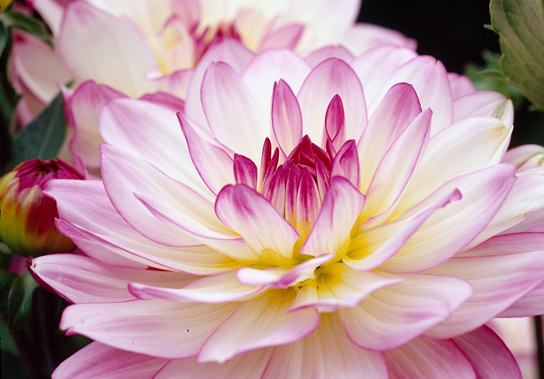 Dahlia hybr. water lily flowering Dahlia 'Oriental Dream' Bl. 01