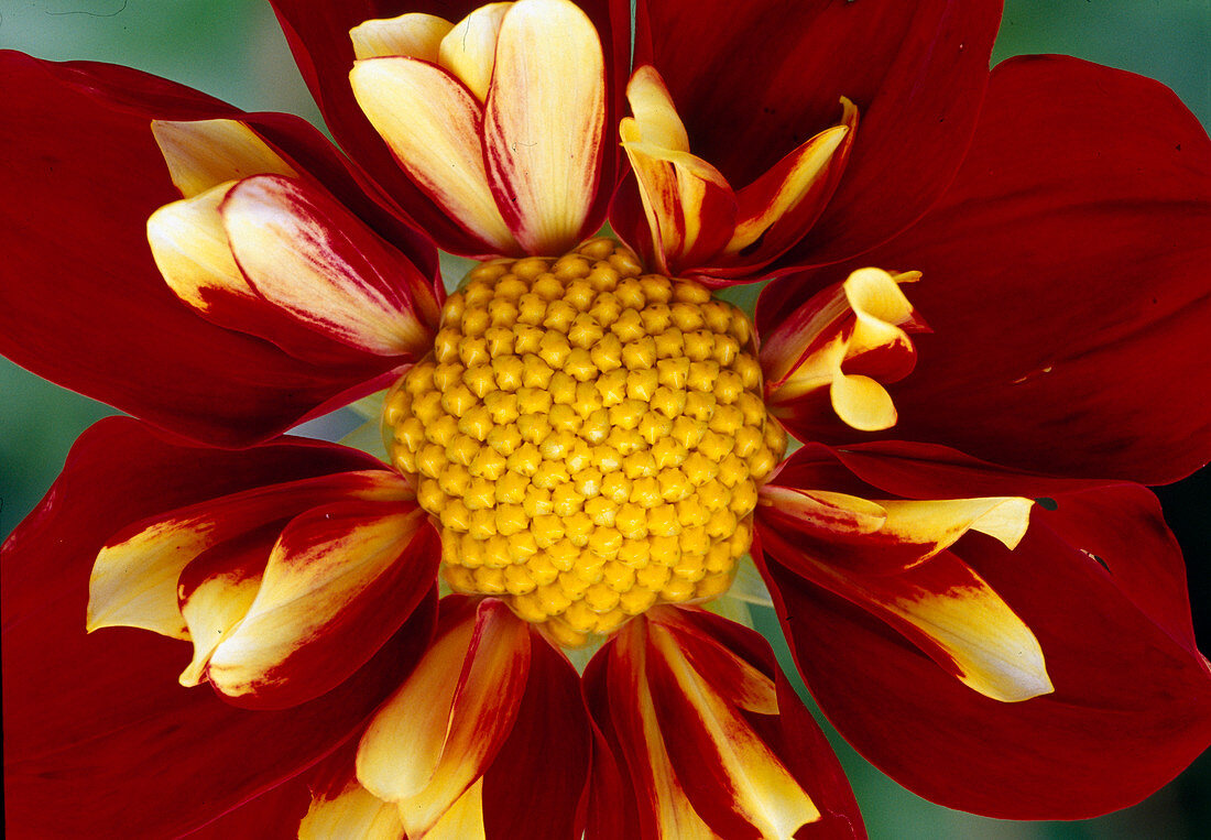 Dahlia hyb 'Flamenco' (ruffed dahlia) Bl 01