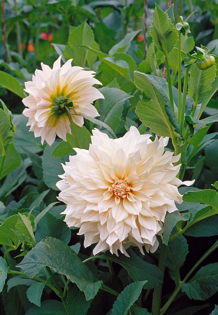 Dahlia - Hybr. Decorative Dahlia 'Café au Lait' BL 01