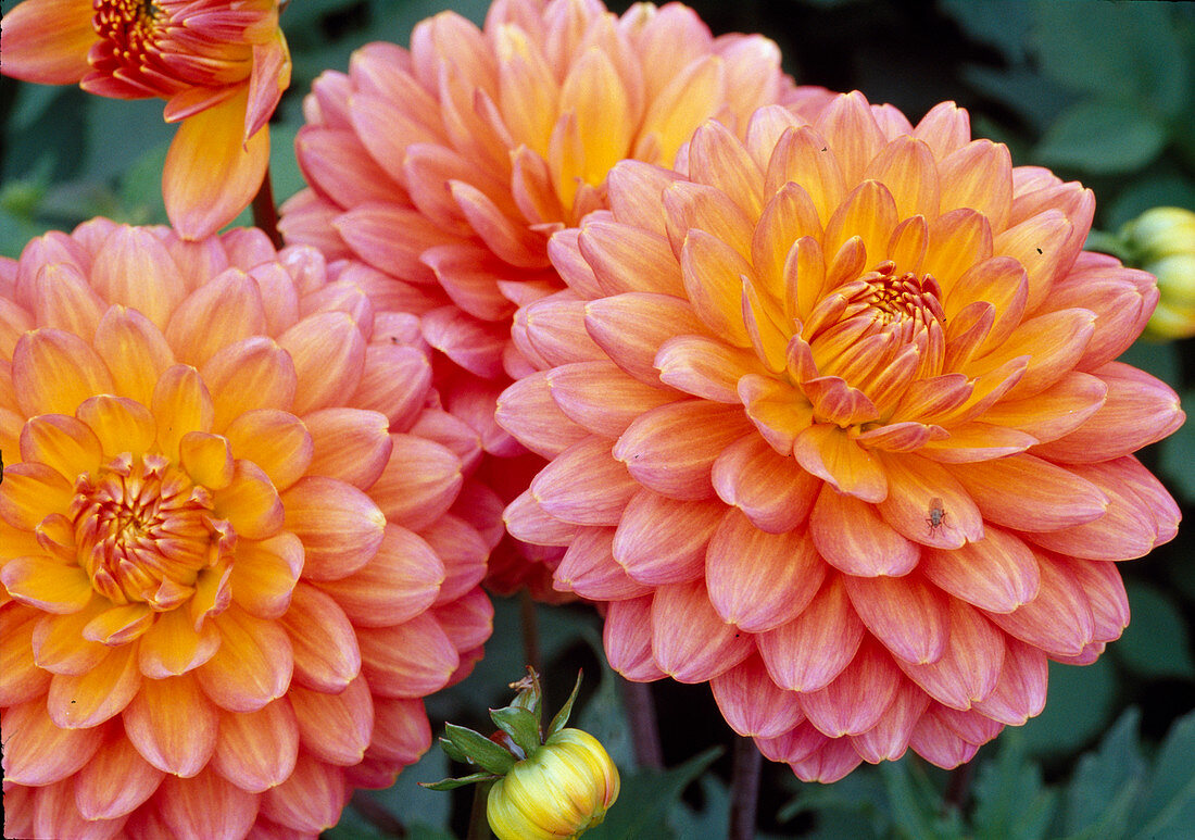 Dahlia Hyb 'Tout a Toi' (Decorative Dahlia Bl 01)