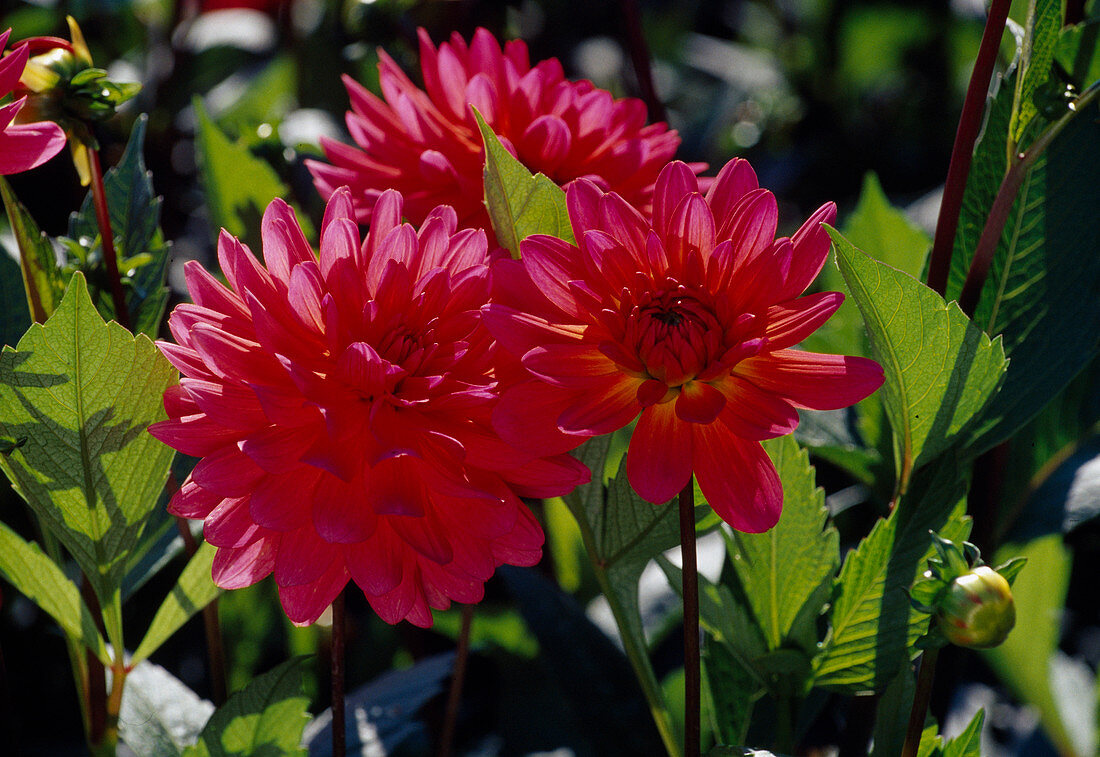 Dahlia Hyb 'Karma Fuchsiana' (Decorative dahlia)