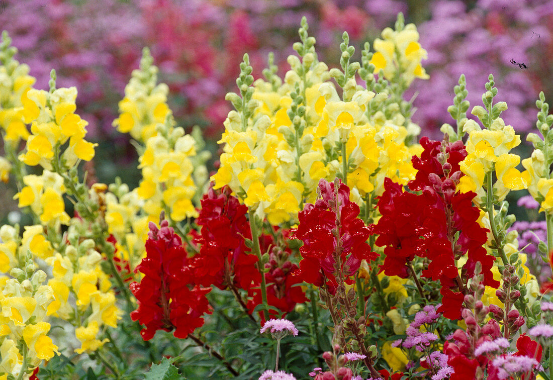 Antirrhinum majus (snapdragon)