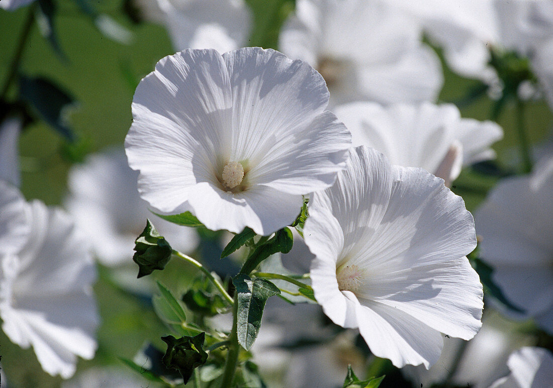 Lavatera trimestis (Bechermalve)