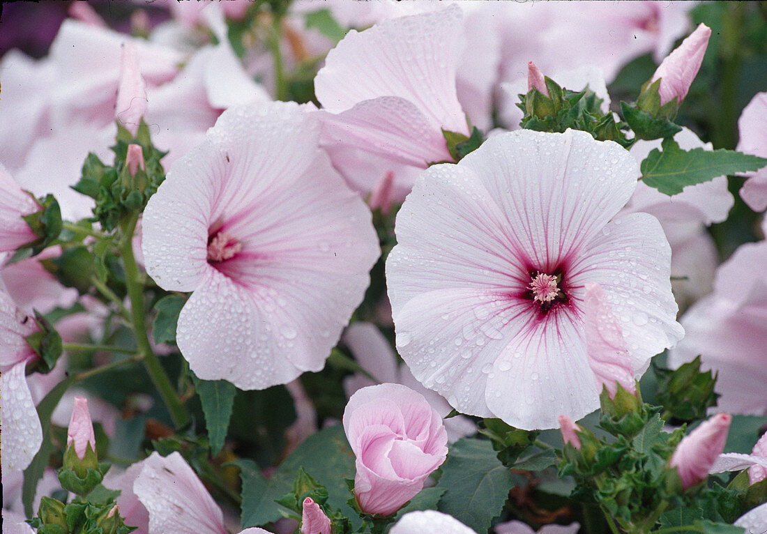 Lavatera trimestis (Bechermalve)