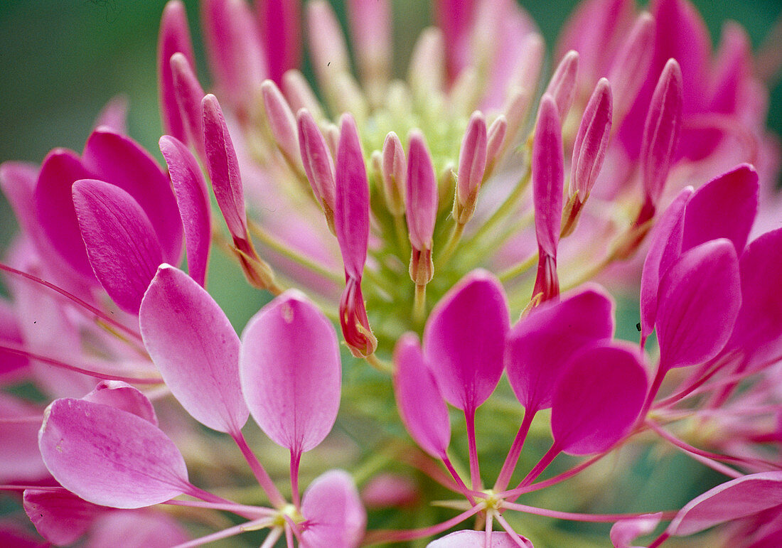 Cleome spinosa (Spider flower) BL01