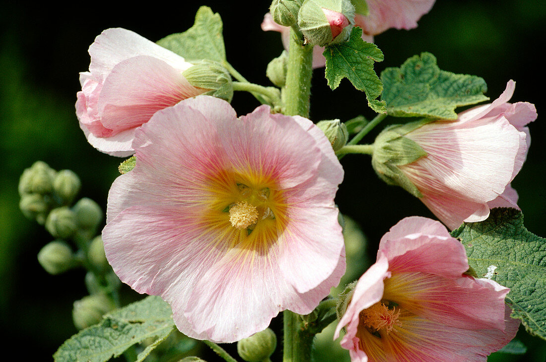 Alcea ficifolia (Stockrose), BL01