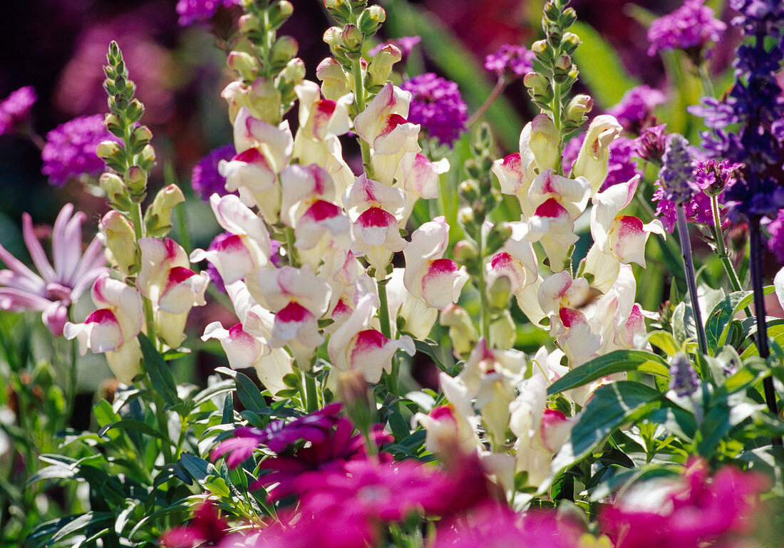 Anthirrhinum majus 'Princess' / Löwenmäulchen