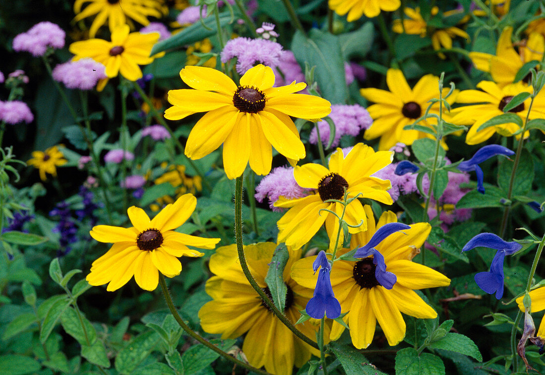 Rudbeckia hirta (coneflower)