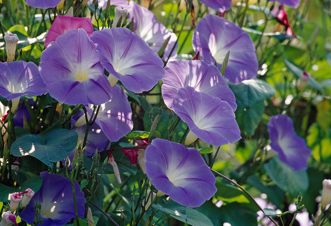 Ipomoea tricolor (morning Glory)