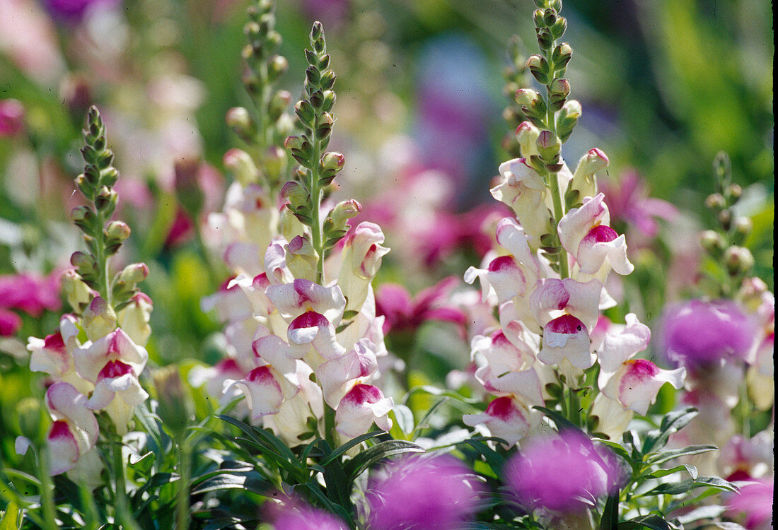 Anthirrhinum majus 'Princess' / Löwenmäulchen Bl 01