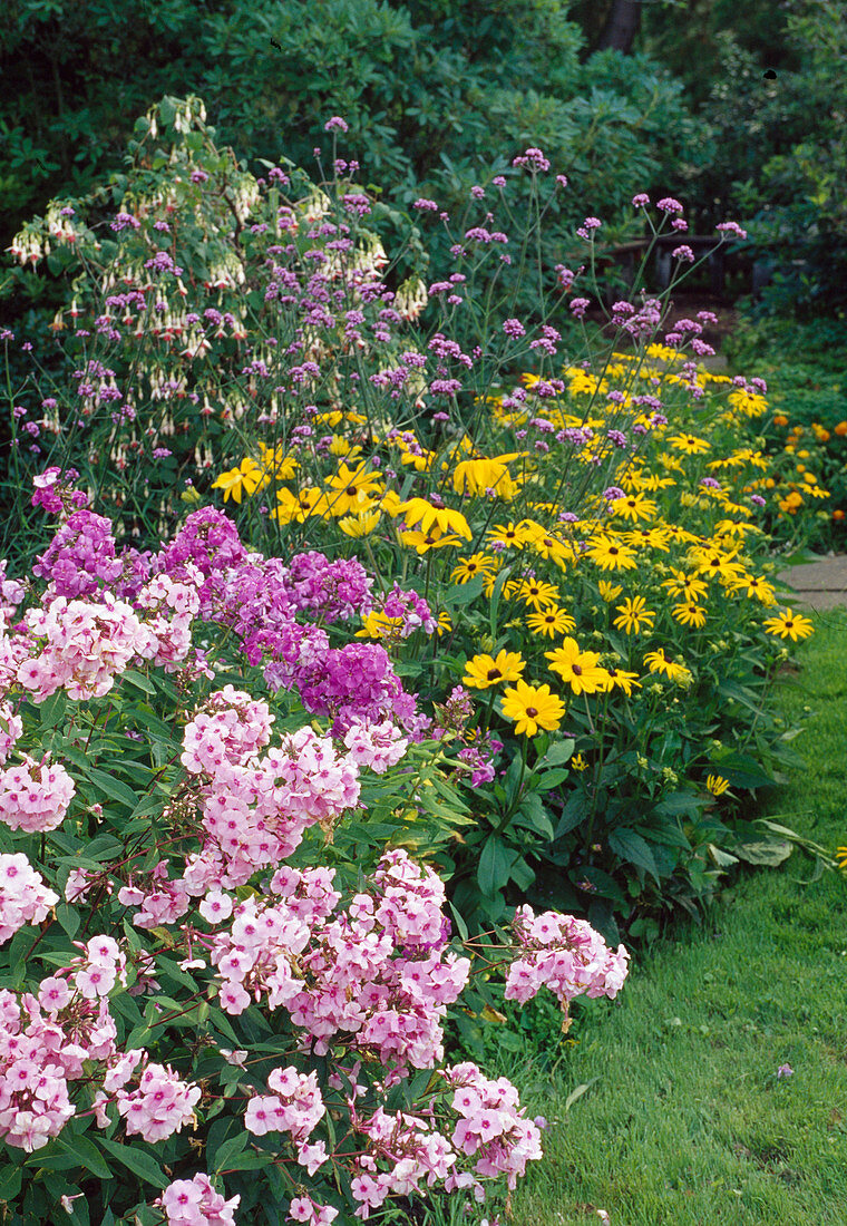 Phlox paniculata, Rudbeckia, Verbena bonariensis and Fuchsia