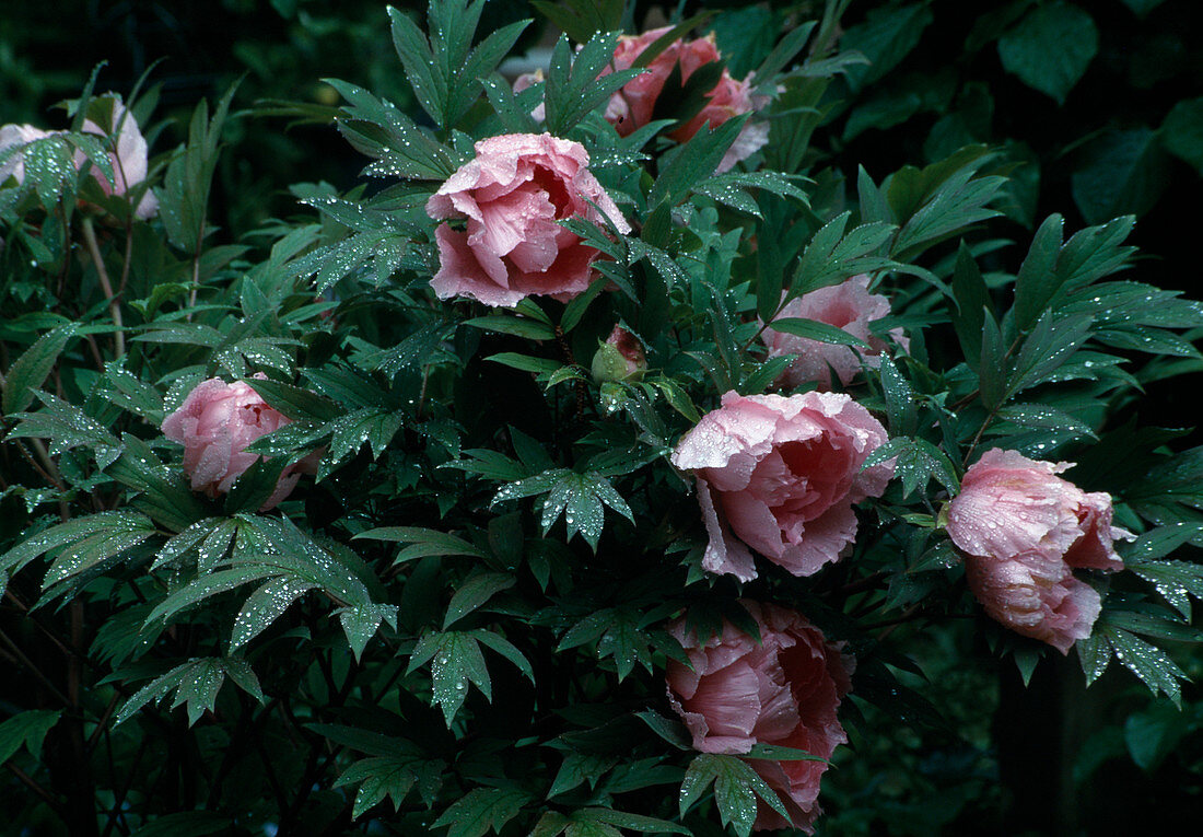 Paeonia suffruticosa 'Ofuji-Nishiki' (shrubby peony, yellow peony with water drop)