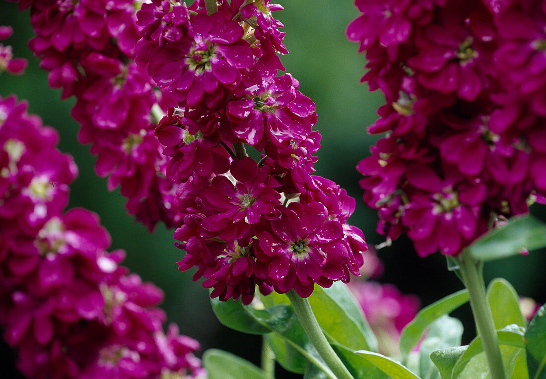 Matthiola incana (levkoje, scented plant)