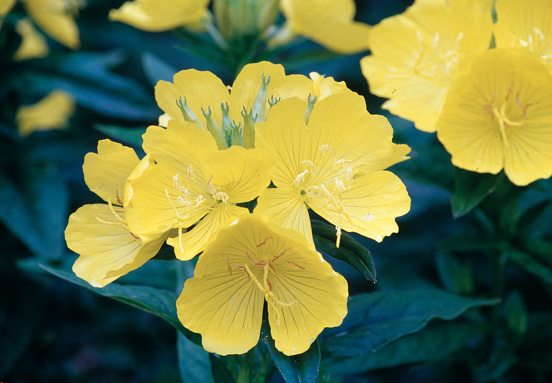 Oenothera fruticosa 'Michelle Ploeger' (Evening Primrose)