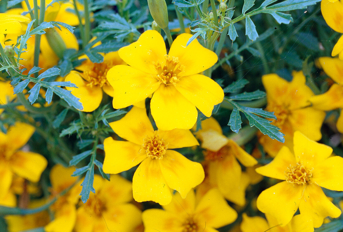 Tagetes tenuifolia 'Orange Gem' (marigold)