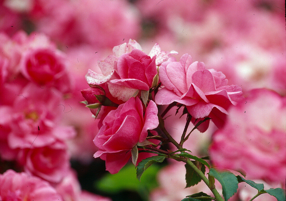 Rosa 'Rosalie 83' (bedding rose)